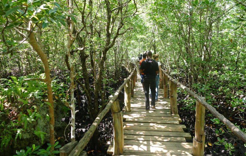 Jozani Wald, Schmetterlingszentrum & Stone Town mit Harry Erkunden