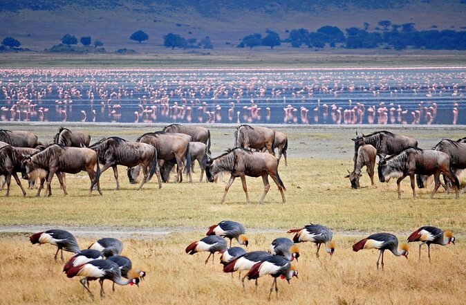 Entdeckungsreise am Lake Manyara: Safari mit Harry