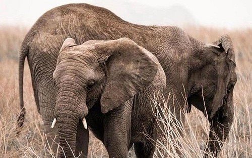 4-Tage Luxus-Safari: Serengeti, Ngorongoro & Tarangire – Unvergessliches Abenteuer