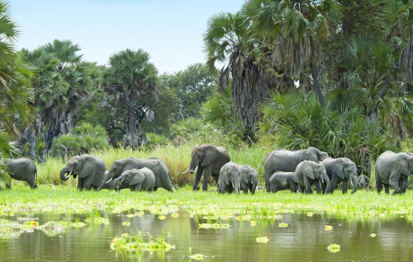 Selous Game Reserve Safari von Sansibar