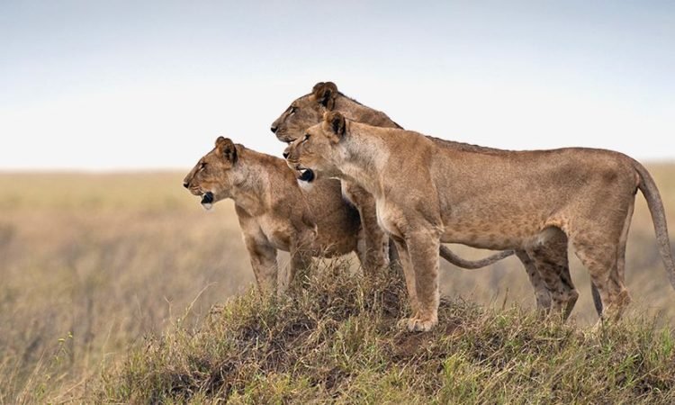 2 Tage, 1 Nacht: Erleben Sie das Serengeti-Safari-Abenteuer mit Harry