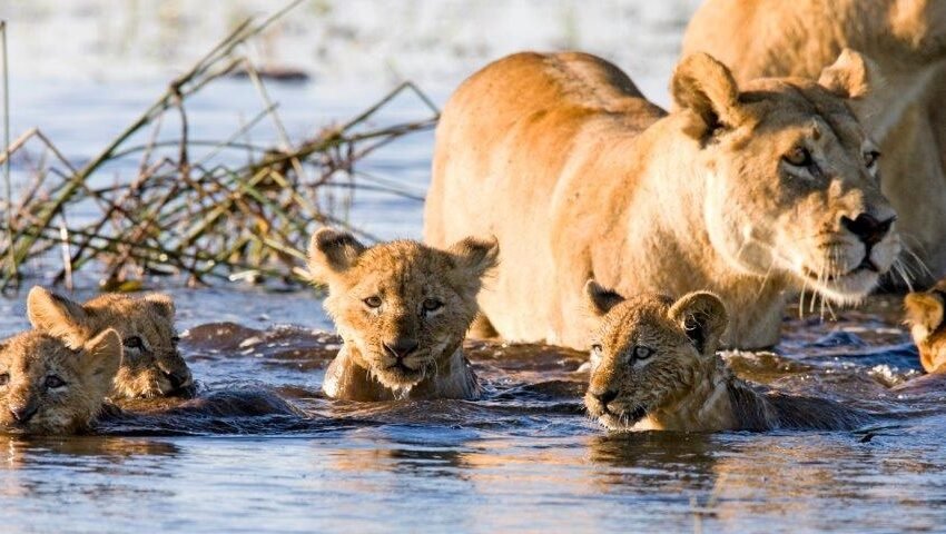 Saadan National Park 01