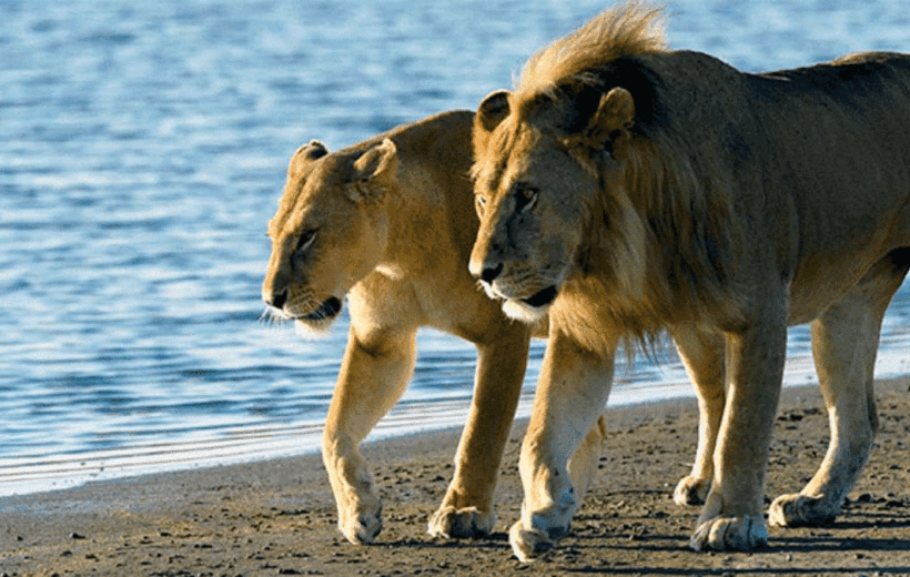 Saadani Safari Erlebnis – Abfahrt von Sansibar